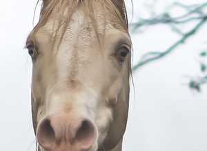 Must Sell, Sensible Offers Please. Arabian pb CREMELLO Stallion