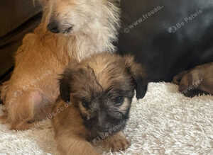 Frenchie Poo Puppies