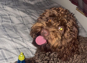 Chocolate proven cockapoo stud