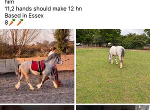 Three years old gelding