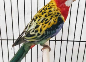 Eastern Rosella Parrot