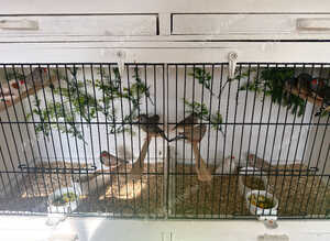 Zebra finches