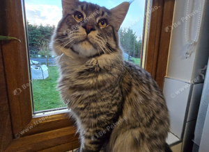Pure breed main coon male