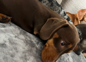 For stud! Chocolate and tan