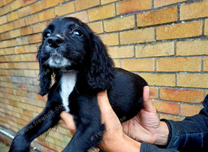 Cocker spaniel puppy's