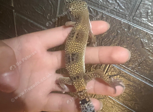 Baby leopard geckos