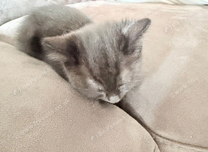 Kitten for sale