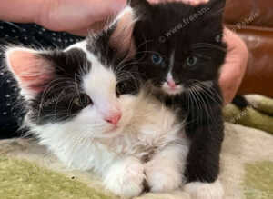 British Shorthair x Calico cross kittens