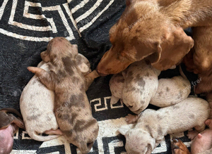 Miniature dachshund