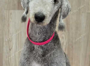 Bedlington terrier boy