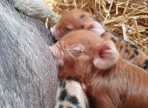 Kunekune bottle fed piglets (pedigree).