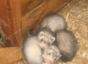 Young male Hobbs silver