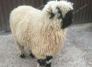 Valais castrated Ram