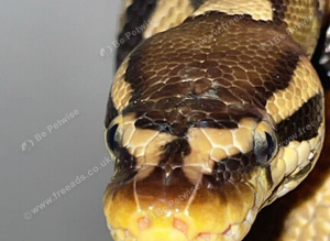 Male and female ball pythons!