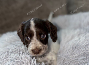 Adorable Cocker spaniel puppies