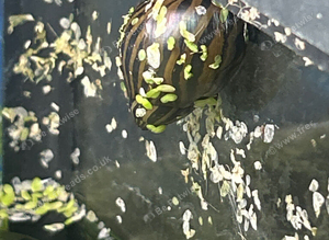 Zebra snail