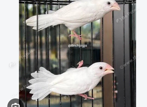 Birds selling in Stoke-on-Trent