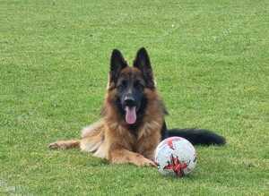 Beautiful longhaired German sheperd boy for stud only