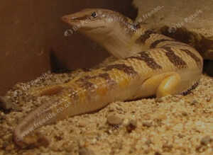 Sandfish skink no viv