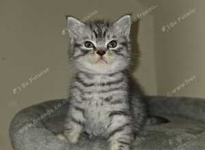 male British shorthair