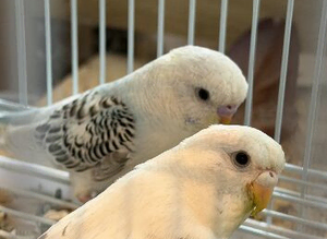 Pair of recessive budgies