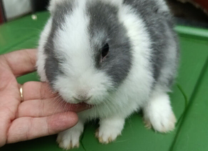 1 very nice rabbit
