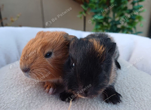 Lovely guinea pigs and skinny pigs