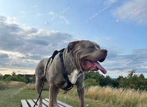Cane corso x mastiff