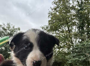 Collie pups from working parents