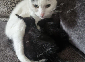 2 kittens for sale