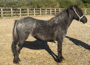 Tulip welsh x mare