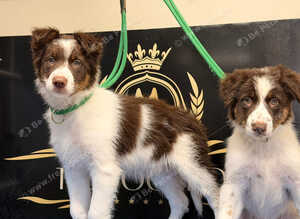 Red Piebold Border Collie