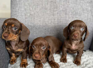 Miniature Dachshund