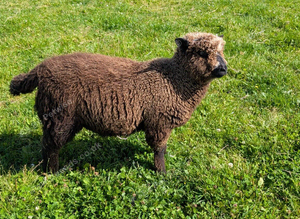 Ryland x Lambs