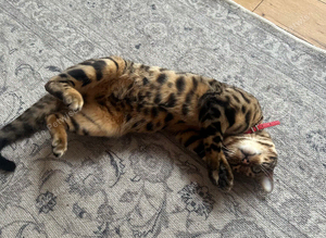 Male bengal