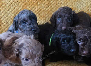 Toy cockapoo puppies merles