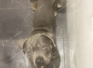 Cane corso stud