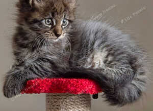 Mainecoon x Norwegin Forest