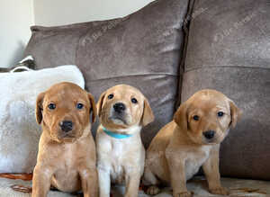 3 LEFT outstanding working Labrador pups!