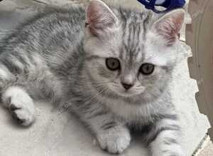 British shorthair silver tabby