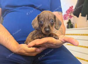 Miniature Dachshund