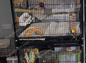 Bird cage large
