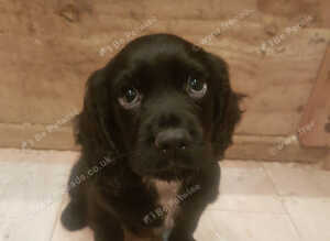 Working cocker spaniels