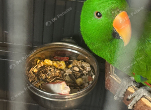 Male Eclectus