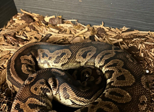 Male ball python
