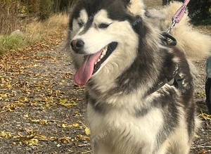3 year old Husky bitch (rehomed pending collection)