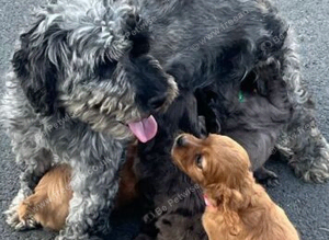 Cavapoo puppies