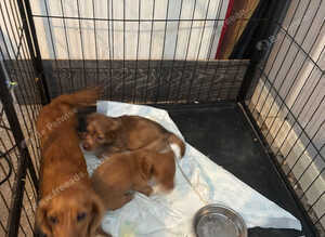 Long Haired Miniature Dachshund