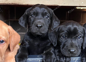Labrador puppies
