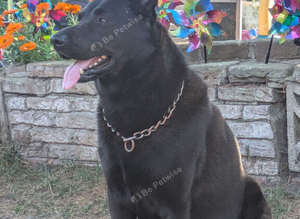 BLACK German Shepherd STUD